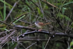 Prinia rufescens