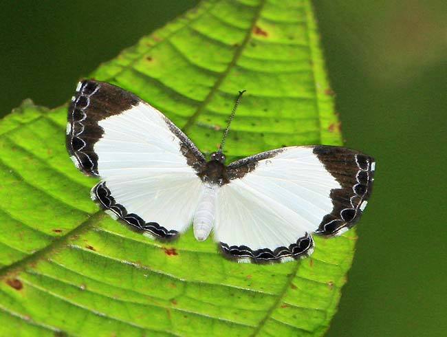 Nymphidium chione