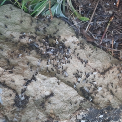 Crematogaster cerasi