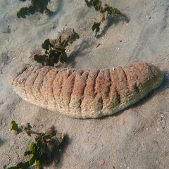 Holothuria fuscopunctata