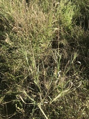 Panicum queenslandicum