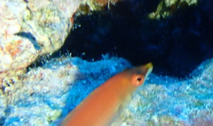 Pseudocheilinus evanidus