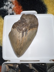 Carcharodon megalodon