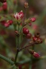 Eriogonum parishii