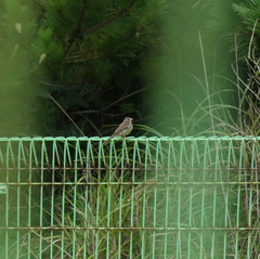 Emberiza cioides