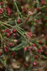 Eriogonum parishii