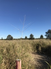 Panicum queenslandicum