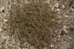 Eriogonum parishii