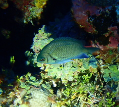 Chromis alpha