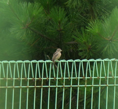 Emberiza cioides