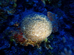 Euphyllia cristata