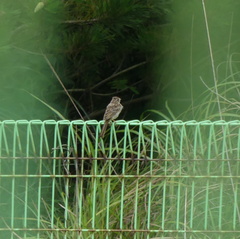 Emberiza cioides