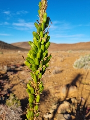 Aloe gariepensis