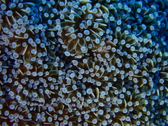 Euphyllia cristata
