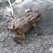 African Common Toad - Photo (c) Damien Boilley, some rights reserved (CC BY)