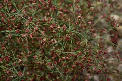 Eriogonum parishii