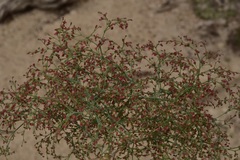 Eriogonum parishii