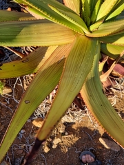 Aloe gariepensis