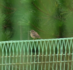 Emberiza cioides