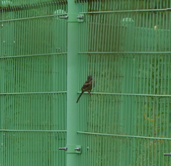 Emberiza cioides