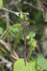 Somatochlora linearis