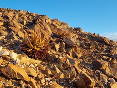 Aloe gariepensis