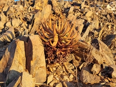 Aloe gariepensis