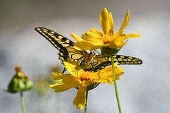 Papilio machaon oregonius