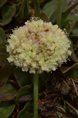 Eriogonum latens