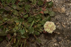 Eriogonum latens