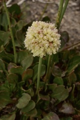 Eriogonum latens