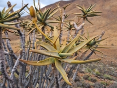 Aloidendron ramosissimum