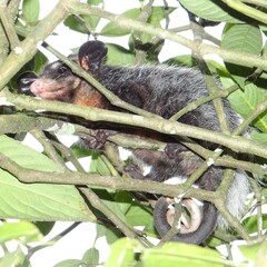 Didelphis aurita