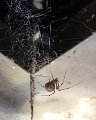 Parasteatoda tepidariorum
