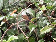 Sympetrum infuscatum