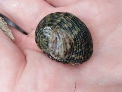 Nerita versicolor
