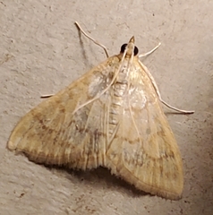 Paracorsia repandalis