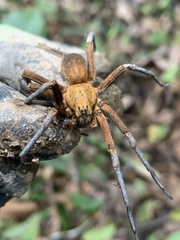 Ancylometes terrenus