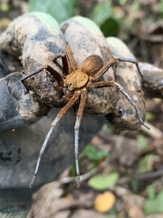 Ancylometes terrenus