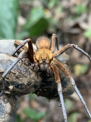 Ancylometes terrenus