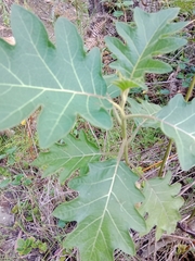 Solanum stellatiglandulosum