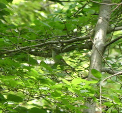 Phylloscopus coronatus