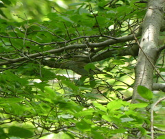 Phylloscopus coronatus