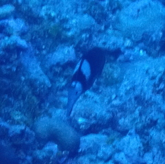 Gracila albomarginata