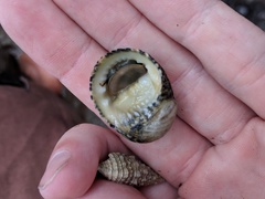 Nerita versicolor