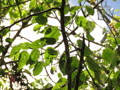 Trema micrantha