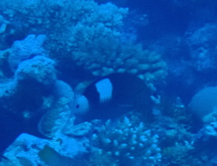 Gracila albomarginata
