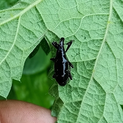 Peribleptus scalptus