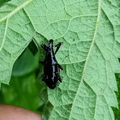 Peribleptus scalptus