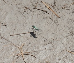 Eunota circumpicta johnsonii